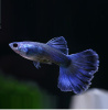 Гуппи синий московский (Guppy Moscow Blue)