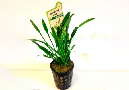 Криптокорина парва или Криптокорина карликовая (Cryptocoryne parva)