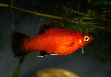 Пецилия красная чернохвостая (Xiphophorus maculatus red black tail)