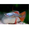 Гуппи красная кобра (Guppy Cobra red)