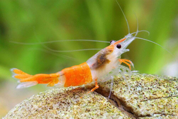 Креветка Рили Orange Rili Br Shrimp  (Neocaridina heteropoda)