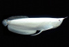 Арована Южноамериканская альбинос (Osteoglossum bicirrhosum albino) 10-12см