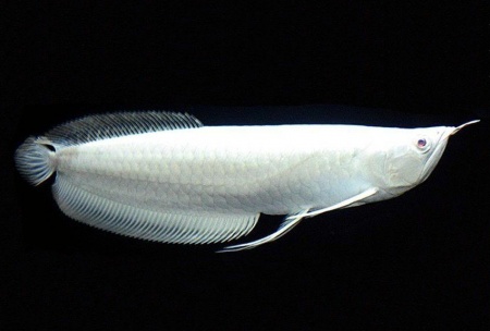 Арована Южноамериканская альбинос (Osteoglossum bicirrhosum albino) 10-12см