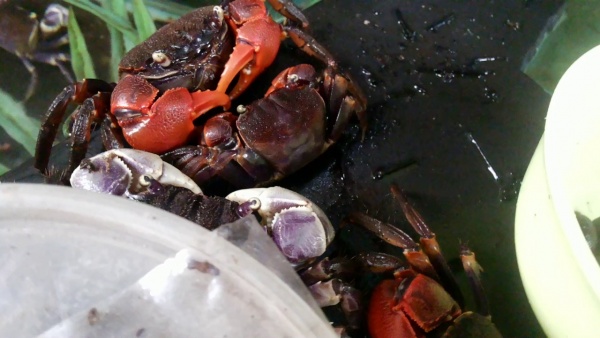 Краб Красный Паук (Neosarmatium smithi Red Spider Crab)
