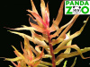Ammannia gracilis- Аммания изящная L020