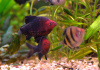 Барбус черный (Barbus nigrofasciatus)