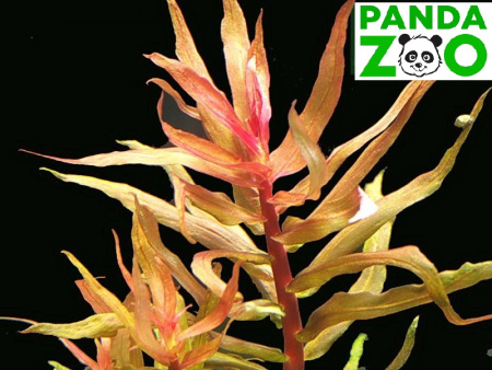 Ammannia gracilis- Аммания изящная L020