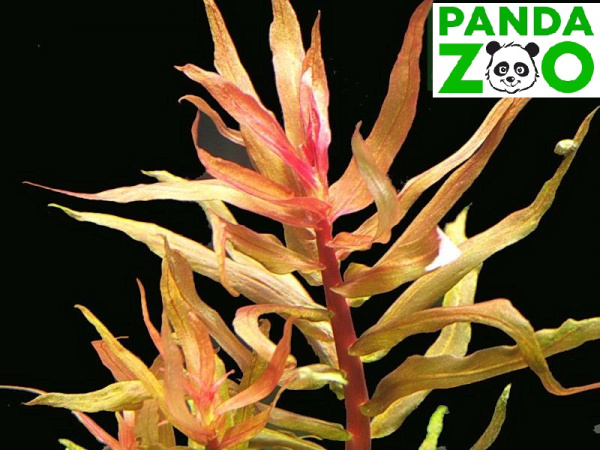 Ammannia gracilis- Аммания изящная L020