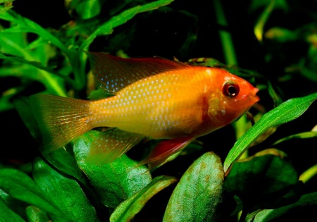 Цихлида Апистограмма Рамирези золотая (apistogramma ramirezi var-gold)