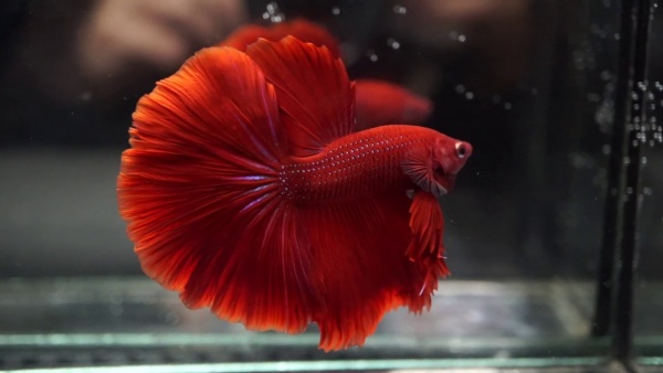 Петушок Халф Мун рубиновый самец (Betta male Halfmoon red rubin)