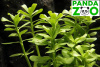 Bacopa monnieri 'Dentate'- Бакпа монниери зубчатая L257