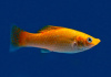 Моллинезия оранжевая (Poecilia sphenops orange Molly)