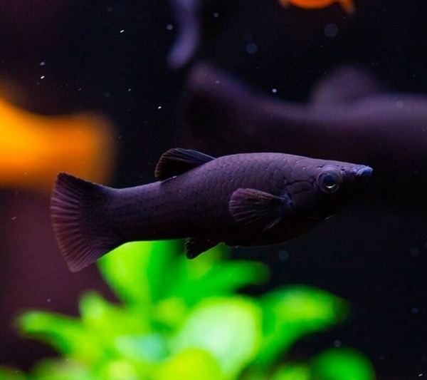 Моллинезия черная  (Poecilia sphenops Black Molly)