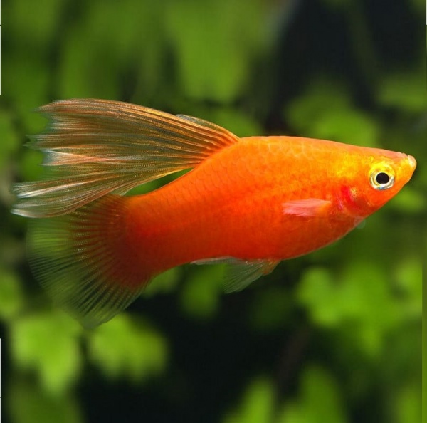 Пецилия красная высокоплавничная (Xiphophorus maculatus red hifin Platy)
