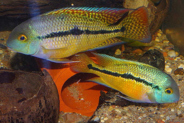 Цихлида Никарагуанская цихлазома ( Hypsophrys nicaraguense) 3,5-4 см