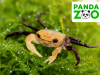 Краб Панда Борнео Krab Panda - (Lepidothelphusa cognetti) самка