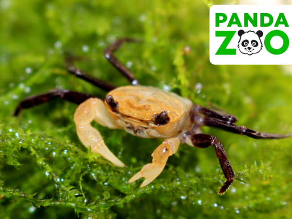Краб Панда Борнео Krab Panda - (Lepidothelphusa cognetti) самка