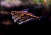 Карнегиелла мраморная (Carnegiella strigata)