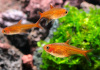 Тетра Аманда (Hyphessobrycon Amandae) 1,8  см