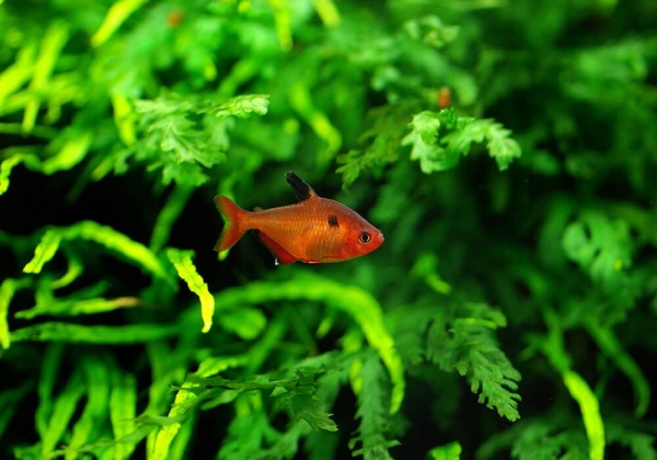 Тетра Серпас  Минор (Hyphessobrycon Callistus)