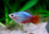Пецилия зеленая неоновая ситцевая (Xiphophorus maculatus green neon calico Platy)