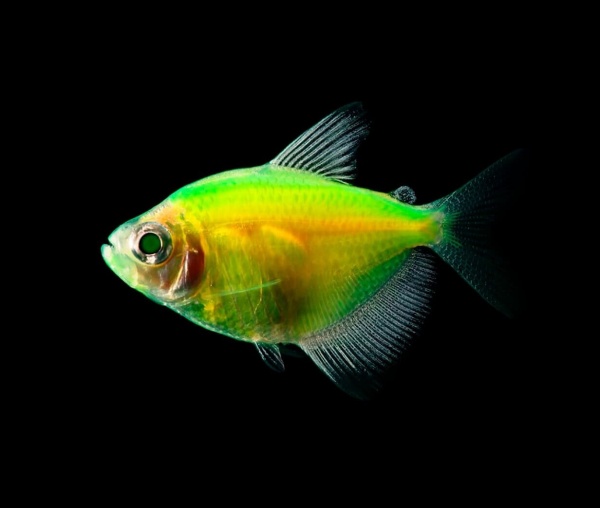 Тернеция Glo Fish Желтая (Gymnocorymbus ternetzi)  1,5-2 см