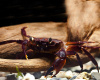 Краб  Мотано  Syntripsa matanensis (Сулавесский краб ,озеро Матано)