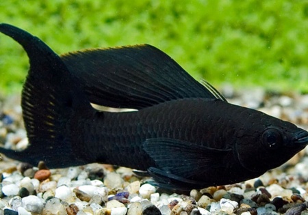 Моллинезия Велифера  Черная Нигра парусная (Poecilia velifera)