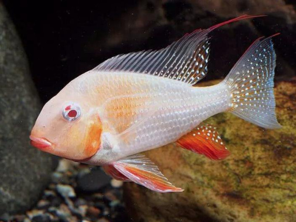 Цихлида Акарихтис Хеккеля Альбино (Albino Acarihthys heckelli) 3-4 см