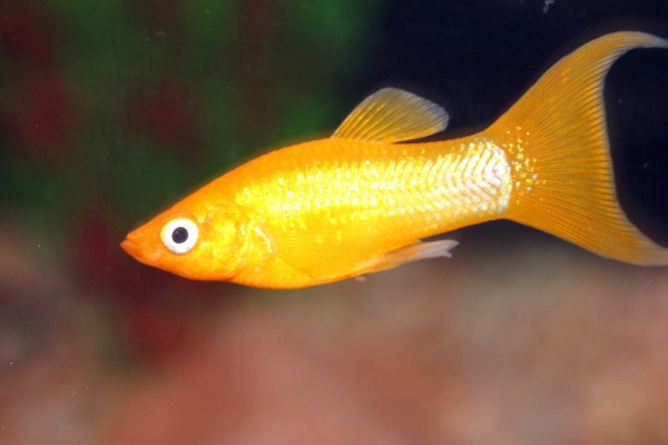 Моллинезия оранжевая лирохвостая (Poecilia sphenops orange Lyretail Molly)