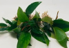 Анубиас Хастифолия (Anubias hastifolia)