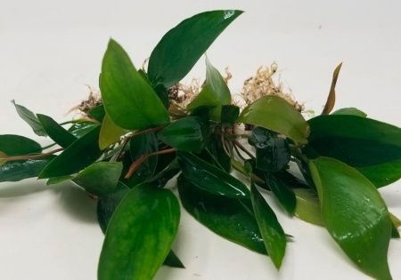 Анубиас Хастифолия (Anubias hastifolia)