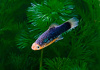 Пецилия черная (Xiphophorus variatus Black Platy)
