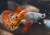Гуппи красная кобра (Guppy Cobra red)