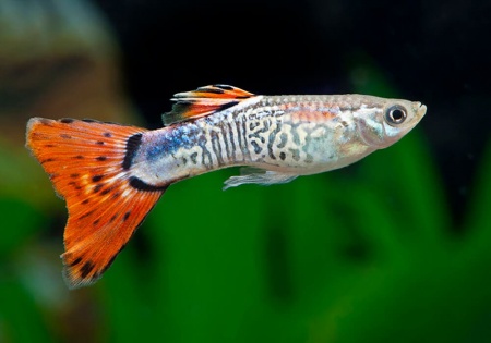 Гуппи красная кобра (Guppy Cobra red)