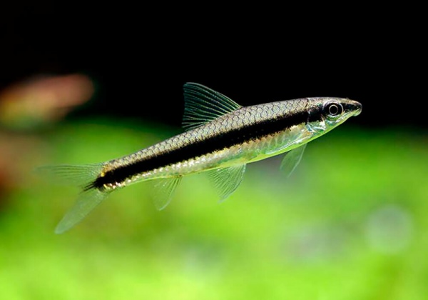 Кроссохейлус Сиамский водрослеед (Crossocheilus siamensis) 3-4 см 