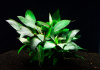 Гигрофила лимонник Компакт (Hygrophila corymbosa Compact)
