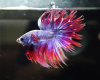 Петушок Коронохвостый мультиколор самец (Betta Fish Male Purple Marble)
