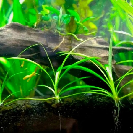 Эхинодорус нежный травянистый (Echinodorus tenellus)