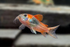 Коридорас Венесуэла орандж сом (Corydoras venezuelanus)