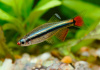Кардинал (Tanichthys albonubes) 2 см