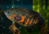 Цихлида Астронотус тигровый 5-6 см (astronotus-ocellatus)