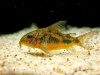 Коридорас крапчатый сом (Corydoras paleatus)