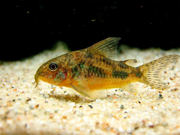 Коридорас крапчатый сом (Corydoras paleatus)