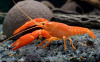Рак Кубинский красный  (Procambarus cubensis)