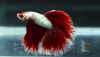 Петушок Супер Дельта красно белый самец (Betta male Super Delta-red-white)