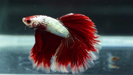 Петушок Супер Дельта красно белый самец (Betta male Super Delta-red-white)