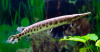 Щука Пятнистый Флоридский Панцирник (Lepisosteus oculatus) 7 м
