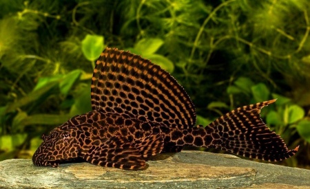 Сом Птеригоплихт парчовый (Pterygoplichthys Gibbiceps) 5 см.