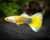 Гуппи берлинский желтохвостый (Guppy German Yellow Tail)